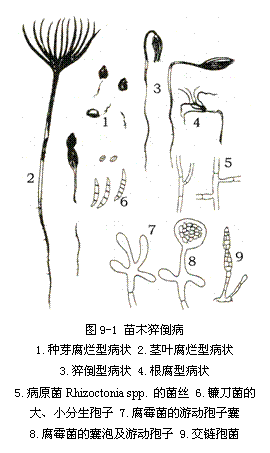 ı:  
ͼ9-1 ľ⧵
1.ѿͲ״ 2.ҶͲ״
3.⧵Ͳ״ 4.Ͳ״
5.ԭRhizoctonia spp. ľ˿ 6.ĴС 7.ùζ
8.ùݼζ 9.߾
